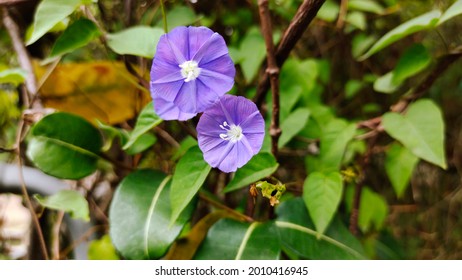 Blue Rock Bindweed Morning Glory