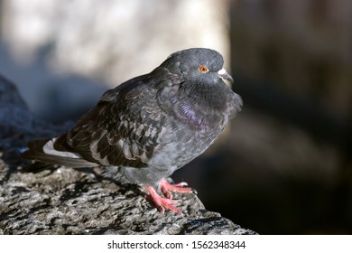 Blue Rock Pigeon In City