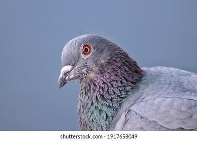 A Blue Rock Pigeon Closup Potrait Pic