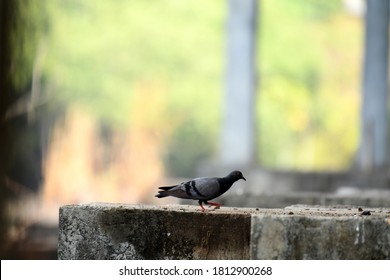 Blue Rock Pigeon Foraging On The Pillar Of A Bridge