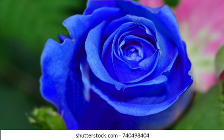 薔薇 青 の写真素材 画像 写真 Shutterstock