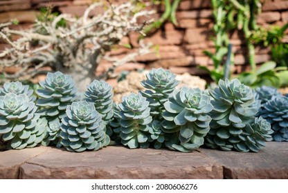 Blue Rose Echeveria Or Echeveria Imbricata In Botanic Garden