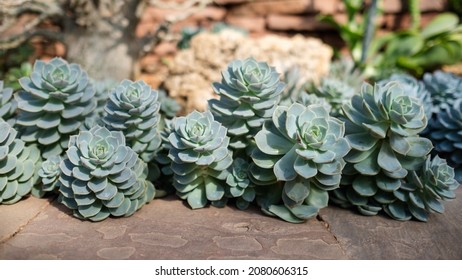 Blue Rose Echeveria Or Echeveria Imbricata In Botanic Garden