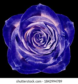 紫バラ の画像 写真素材 ベクター画像 Shutterstock