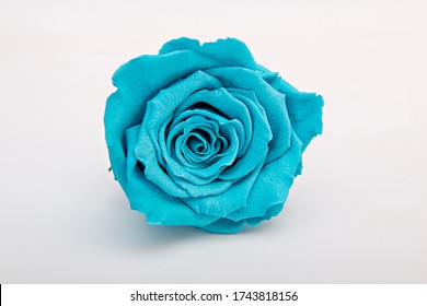 2,014 Real Blue Rose Images, Stock Photos & Vectors | Shutterstock