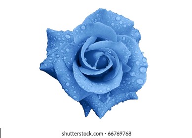 Blue Rose Flower with Rain Drops Isolated on White