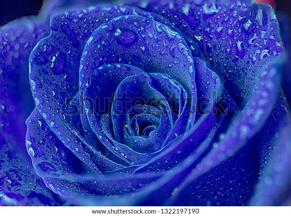 Blue Rose Hdr Water Droplets Stock Photo Edit Now