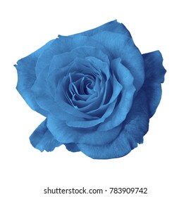 Roses Invented By Skilled People Stock Photo (Edit Now) 610980626