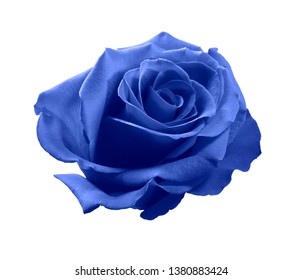 Blue Rose Isolated On White Background