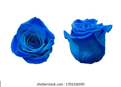 Blue Rose isolated on white background: top view and side view