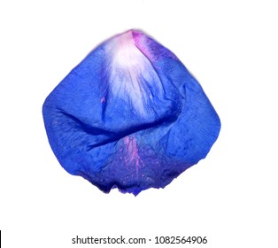 blue rose petals on white background