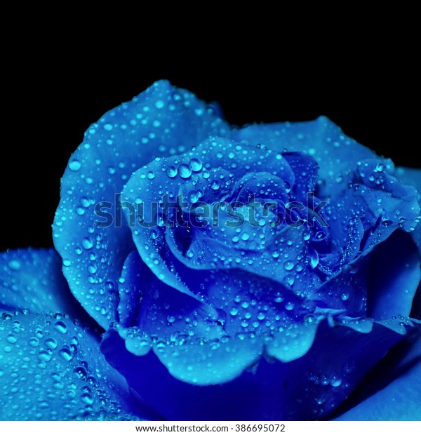 Blue Rose Water Drops On Black Stock Photo Edit Now