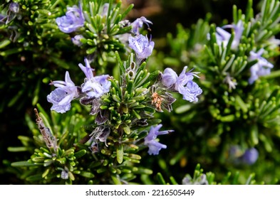 Blue Rosemary Flowers (Salvia Rosmarinus)