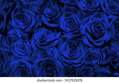 blue roses  isolated on a black background. I love you.