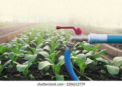 Blue Rubber Pipe On Tab Faucet, That Is Main Supply Equipment For Vegetable Planting Farm During Winter And Dry Season