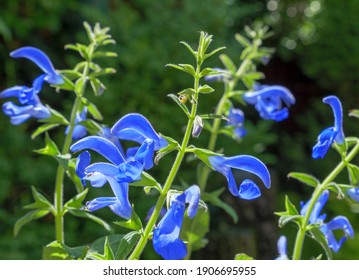 Blue Sage, Salvia Patens, Bavaria, Germany, Europe