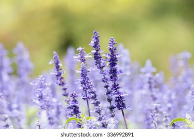 Blue Salvia flowers - Shutterstock ID 336992891