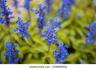 Blue Salvia Flowers Field In The Park. Summer Or Springtime Season Background.