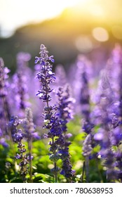 Blue salvia purple flowers in the garden  - Shutterstock ID 780638953
