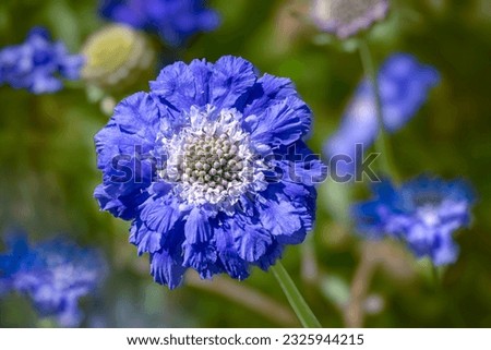 Blue Scabiosa (Scabiosa Caucasica Perfection Blue), Pincushion Flower. Blurred bokeh background. Flowers are lavender to blue with an outer ring of frilly petals and a center with protruding stamens.