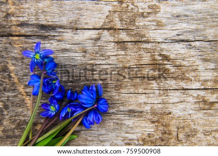 Blue scilla flowers (Scilla siberica) or siberian squill on old wooden background
