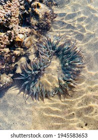 Blue Sea Anemone In Habitat Shallow Beach Lagoon 