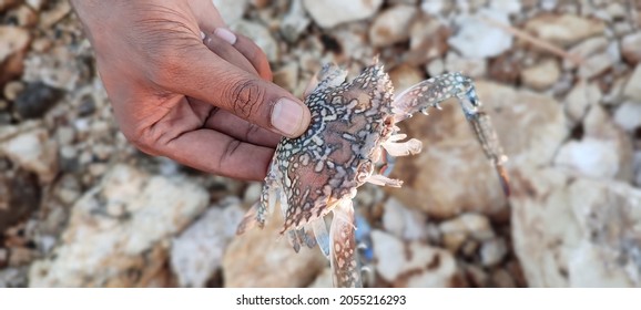 Ketam Bunga Images, Stock Photos u0026 Vectors  Shutterstock