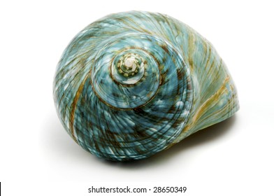 Blue Sea Shell On A White Background