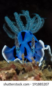 Blue Sea Slug