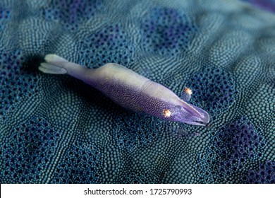 Blue Sea Star Commensal Shrimp