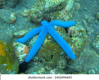 A Blue Sea Star (Linckia Laevigata) At Underwater Garden Of Menjangan Island, West Bali National Park, Indonesia. Blue Sea Star On Coral. A Blue Seastar Clings To A Diverse Coral Reef Near The Island 