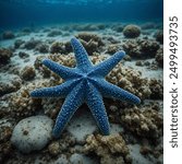 The Blue Sea Star is a vibrant blue starfish commonly found in the shallow waters of the Indo-Pacific region. It typically has five long, cylindrical arms and can grow up to 12 inch