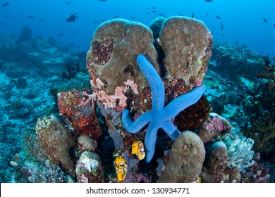 A Blue Seastar (Linkia Laevigata) Clings To A Diverse Coral Reef Near The Bunaken Marine National Park In North Sulawesi, Indonesia.