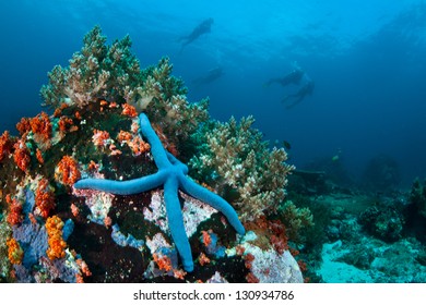 A Blue Seastar (Linkia Laevigata) Clings To A Diverse Coral Reef Near The Bunaken Marine National Park In North Sulawesi, Indonesia.