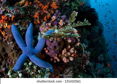 A Blue Seastar (Linkia Laevigata) Clings To A Diverse Coral Reef Near The Island Of Komodo, Indonesia.  The Waters Surrounding Komodo Are Extremely Biodiverse.