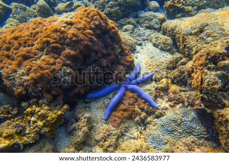 Blue seastar Linkia laevigata clings to a diverse coral reef.