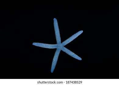 Blue Seastars (Linkia Laevigata) Are Native To The Tropical Western Pacific Region.