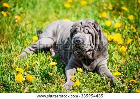 Blue Shar Pei Dog In Green Grass in Park Outdoor. The Shar Pei, or Chinese Shar-Pei, is a breed of dog known for its distinctive features of deep wrinkles.