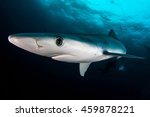 Blue Shark