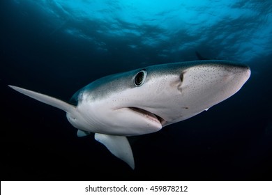 Blue Shark