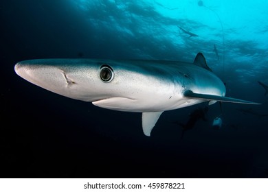 Blue Shark