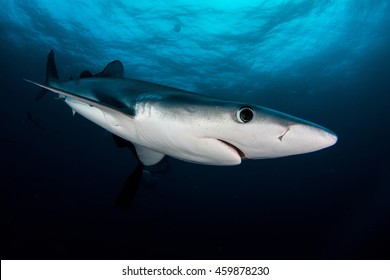 Blue Shark