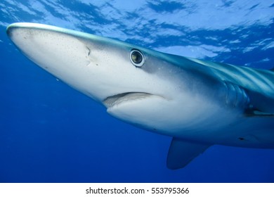 Blue Shark