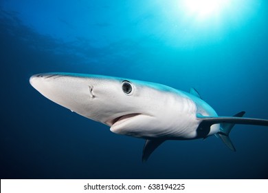 Blue Shark