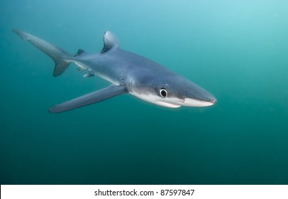 Blue Shark