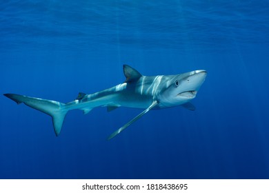 Blue Shark At The Azores