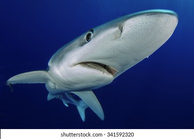 K90 Maia & Borges Sealife Hai Blauhai Blue Shark handbemalt 