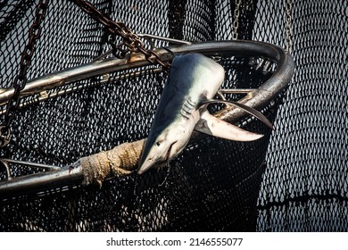 Blue Shark Caught On A Fishing Net