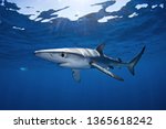 blue shark, prionace glauca