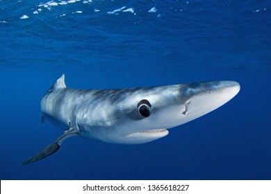 Blue Shark, Prionace Glauca